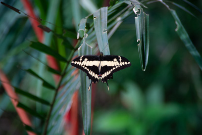 Schmetterling | Costa Rica