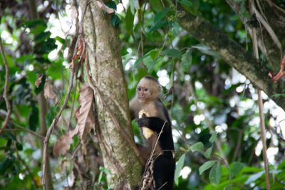 Kapuzineraffe | Costa Rica