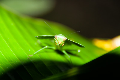 Gottesanbeterin | Costa Rica