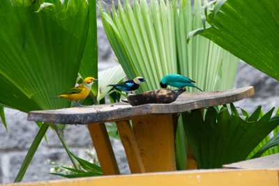 Vögel | Costa Rica