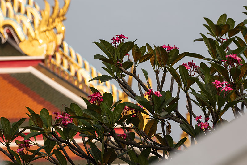 Temple Flowers