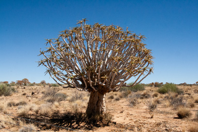 Baobab-Tree | Namibia