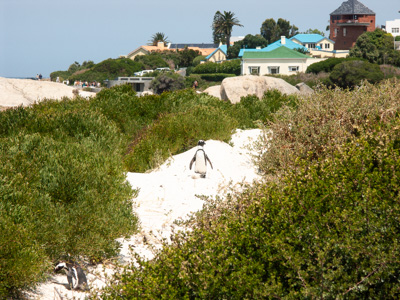 Pinguins ⎮ Boulders Beach