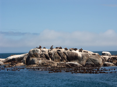 Seals in Hout Bay