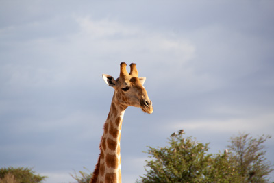 Giraffe | Namibia