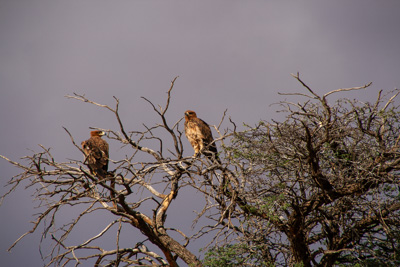 Raubvögel | Namibia