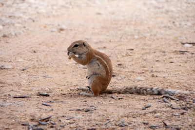 Squirrel | Namibia