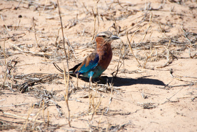 Eisvogel | Namibia