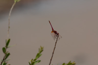 Libelle | Südafrika