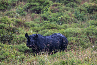 Rhino | Südafrika