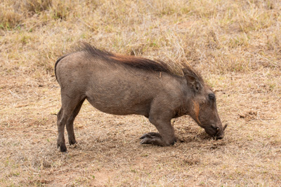 Warzenschwein | Südafrika