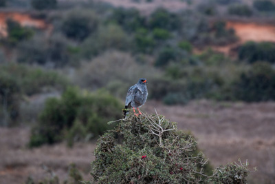 Vogel | Südafrika