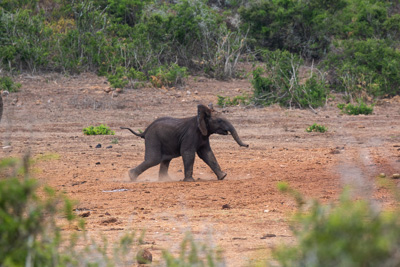 Baby-Elefant | Südafrika